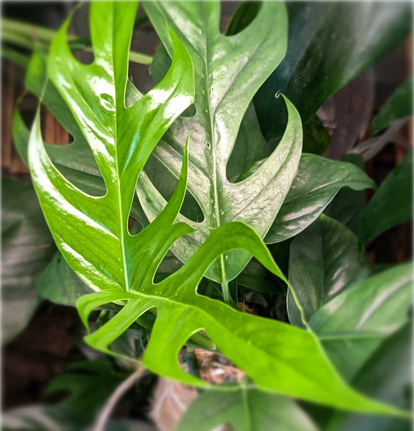 image of epipremnum pinnatum