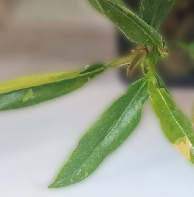 image of philodendron ring of fire